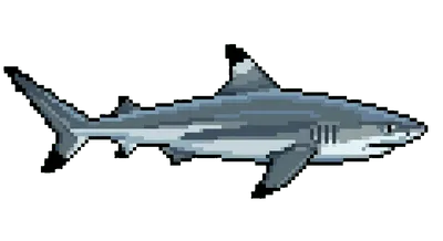 Blacktip Reef Shark - marine life spotted by Fathy Rashad while diving