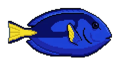 Blue Tang - marine life spotted by Fathy Rashad while diving