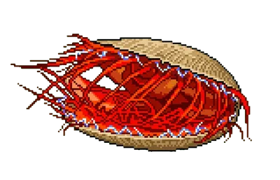 Electric Disco Clam - marine life spotted by Fathy Rashad while diving