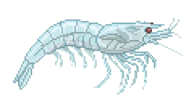 Ghost Shrimp - marine life spotted by Fathy Rashad while diving