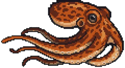 Octopus - marine life spotted by Fathy Rashad while diving