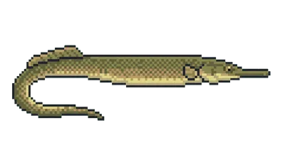 Pipefish - marine life spotted by Fathy Rashad while diving