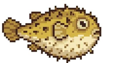 Pufferfish - marine life spotted by Fathy Rashad while diving