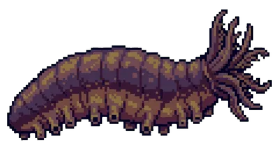 Sea Cucumber - marine life spotted by Fathy Rashad while diving