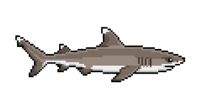 Whitetip Reef Shark - marine life spotted by Fathy Rashad while diving